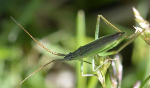 Réf. 284 643 : Notostira sp.